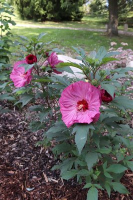 Hibiscus moscheutos 'Summerific Berry Awesome' - ibišek bahenní - kvetení